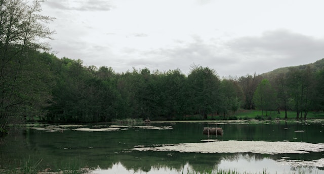 Alliances de mariage